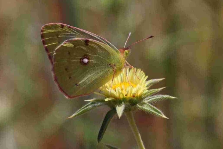 Guía de especies de mariposas en el parque Alces por el Día Internacional de la Biodiversidad