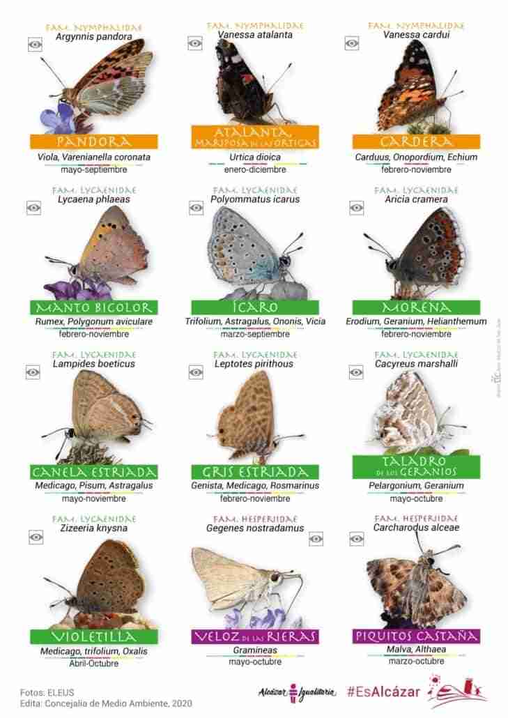 Guía de especies de mariposas en el parque Alces por el Día Internacional de la Biodiversidad 1