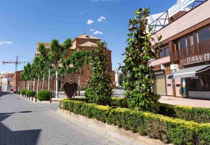 Magnolia grandiflora