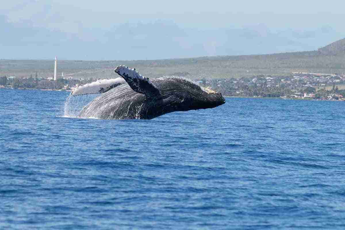 ballena jorobada en la isla de maui