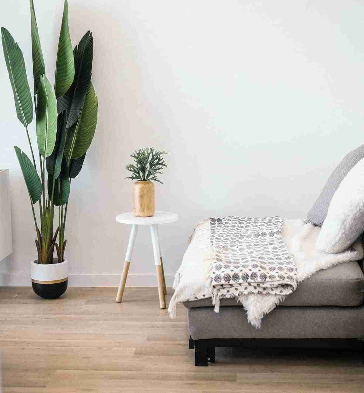 mejores plantas para interiores