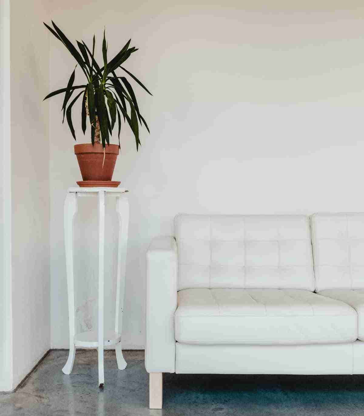 plantas para interiores dracena