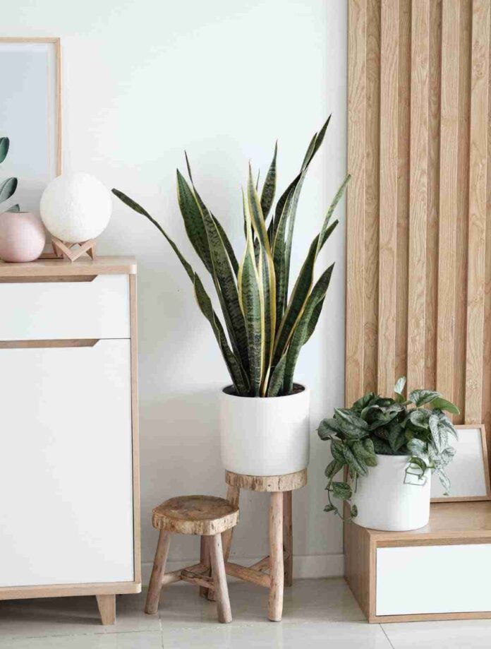 plantas para interiores lengua de suegra