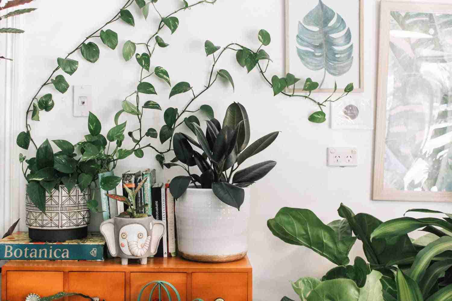 decorar con plantas para interiores