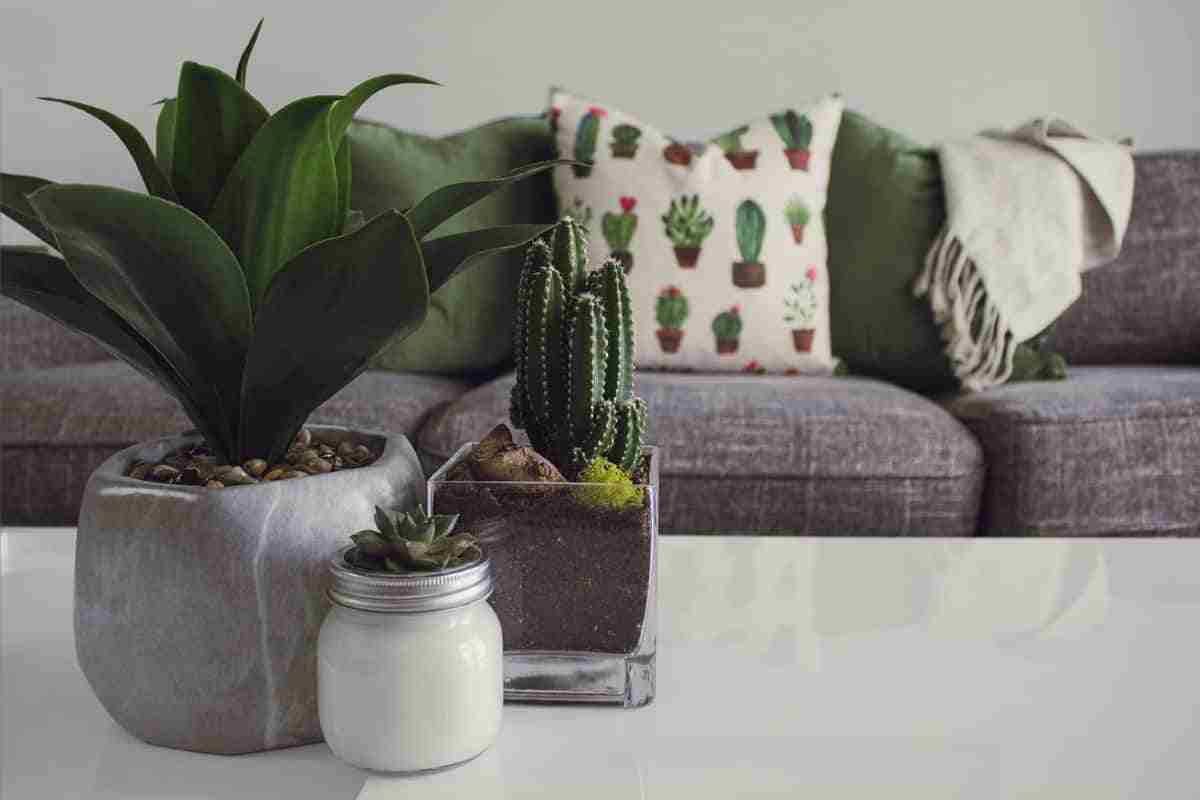 suculentas y cactus plantas para interiores