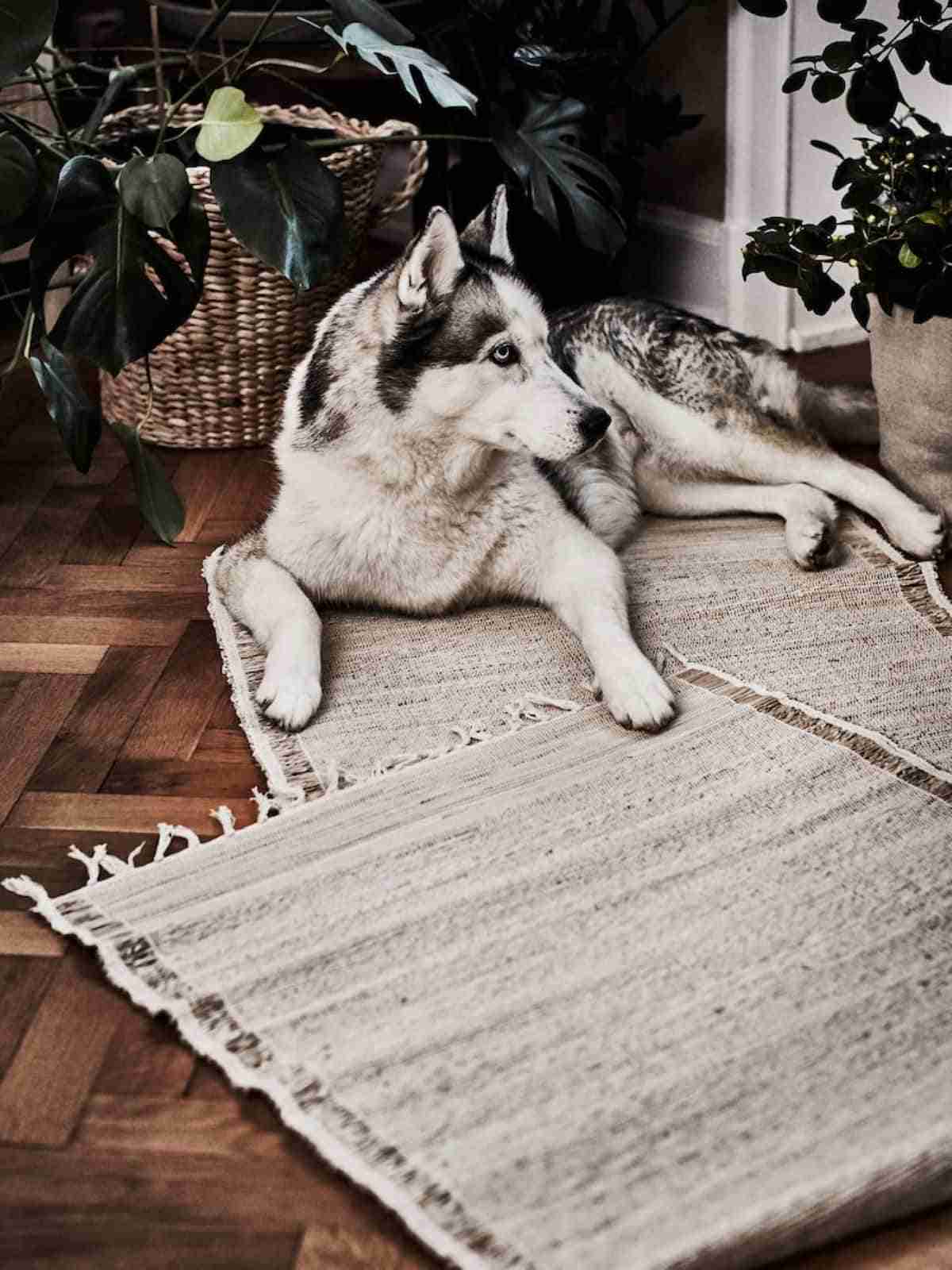 alfombra botanisk ikea