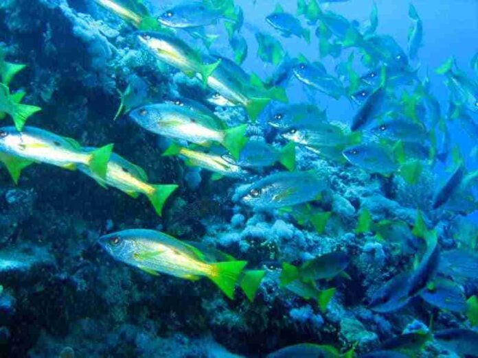 encuentro-de-los-mares.jpg