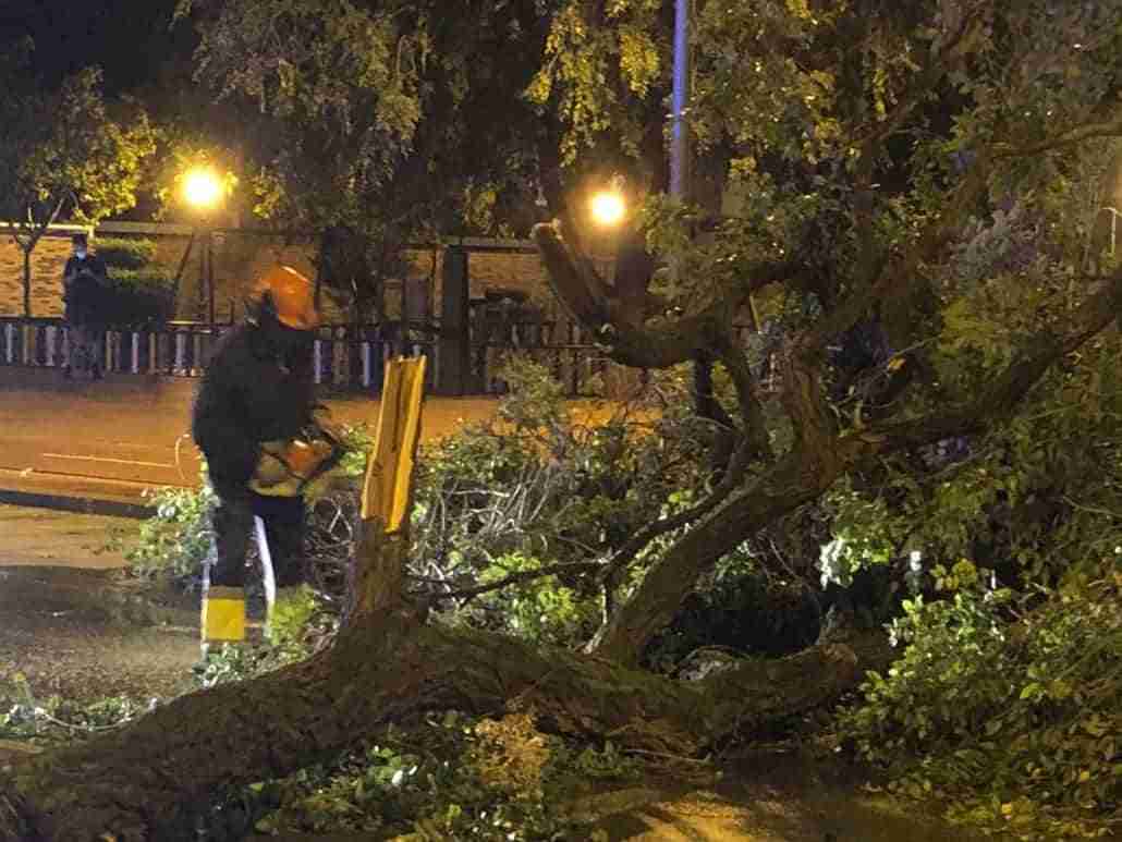 La tormenta caída en Alcázar provoca numerosos desperfectos especialmente en el arbolado 2