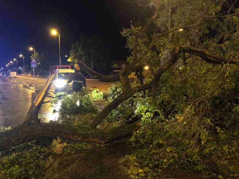La tormenta caída en Alcázar provoca numerosos desperfectos especialmente en el arbolado