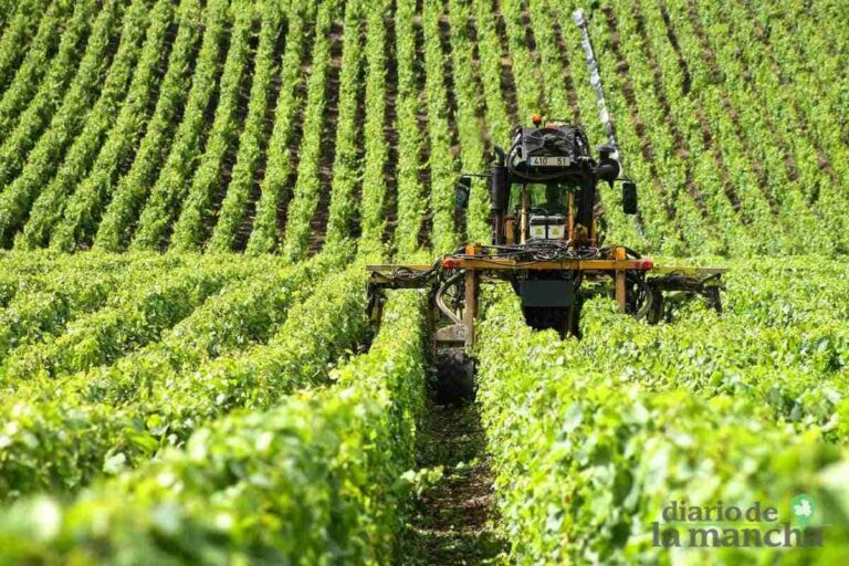 Inicio de la vendimia en el Consejo Regulador de la Denominación de Origen la Mancha