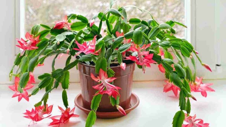 6 Plantas de invierno para decorar tu hogar