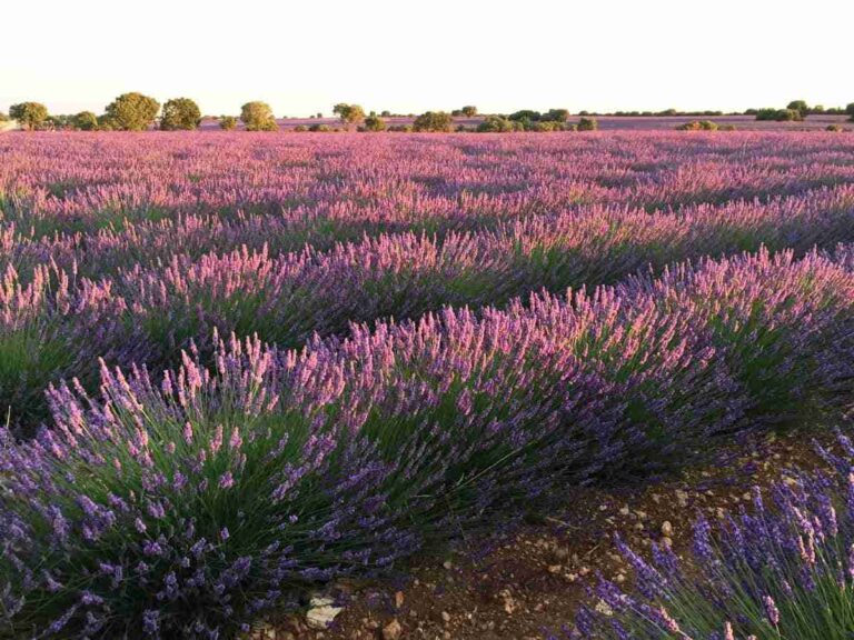 Convenio de colaboración entre cátedra de Medio Ambiente de la Universidad de Alcalá y Hnos. Corral Manzano