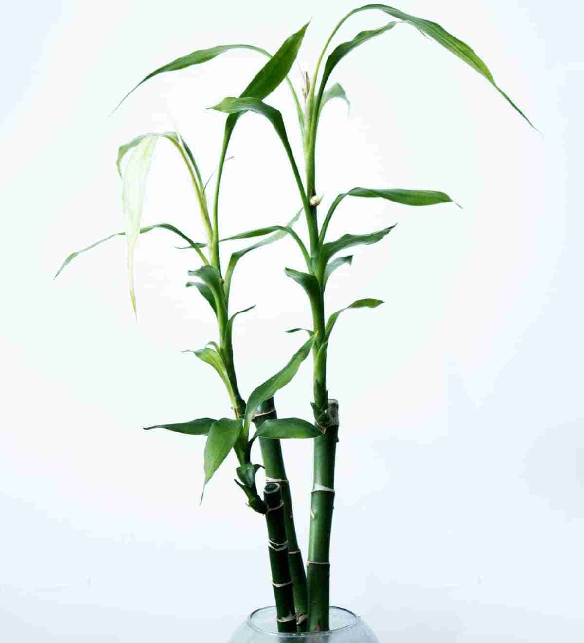 hidrocultivo de bambu