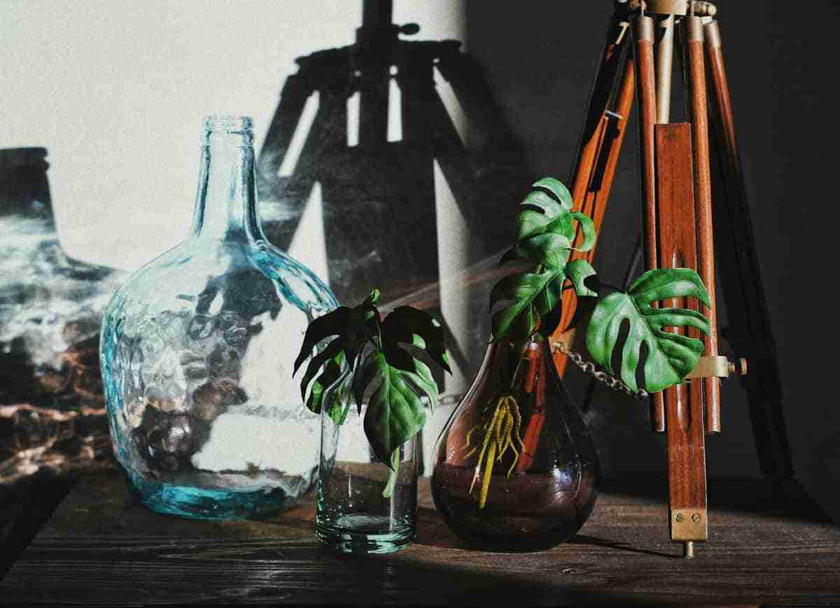 hidrocultivo de plantas