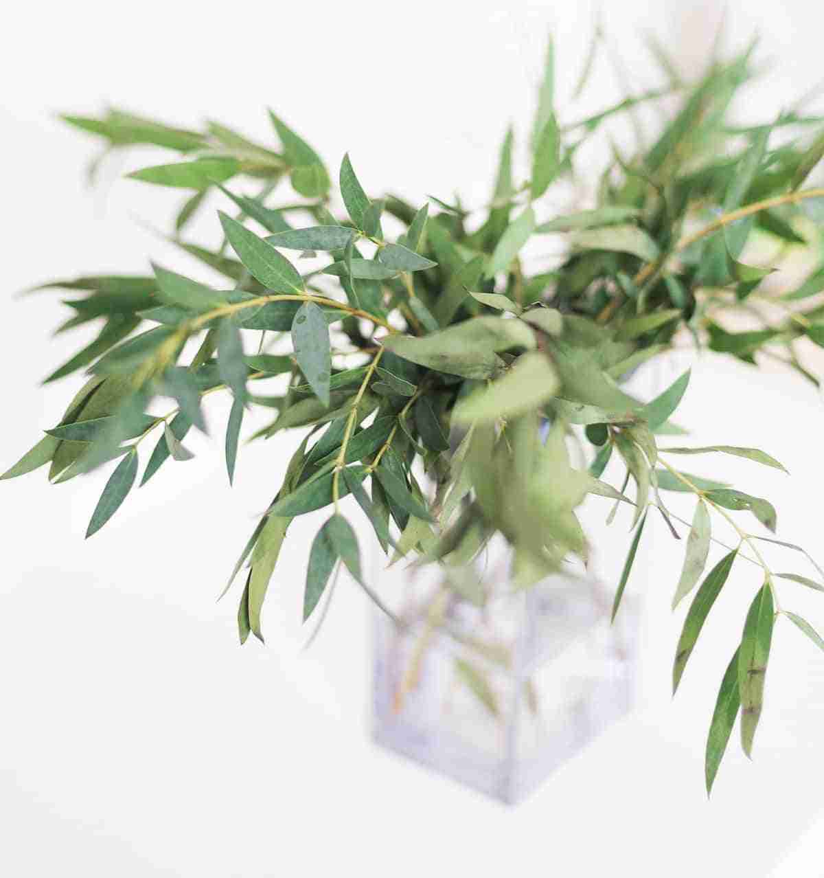 hidrocultivo