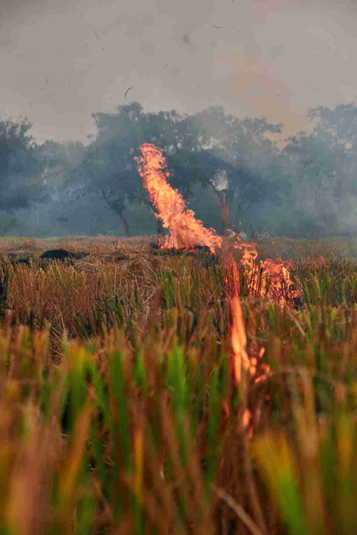 la quema de los tallos del arroz contamina el aire