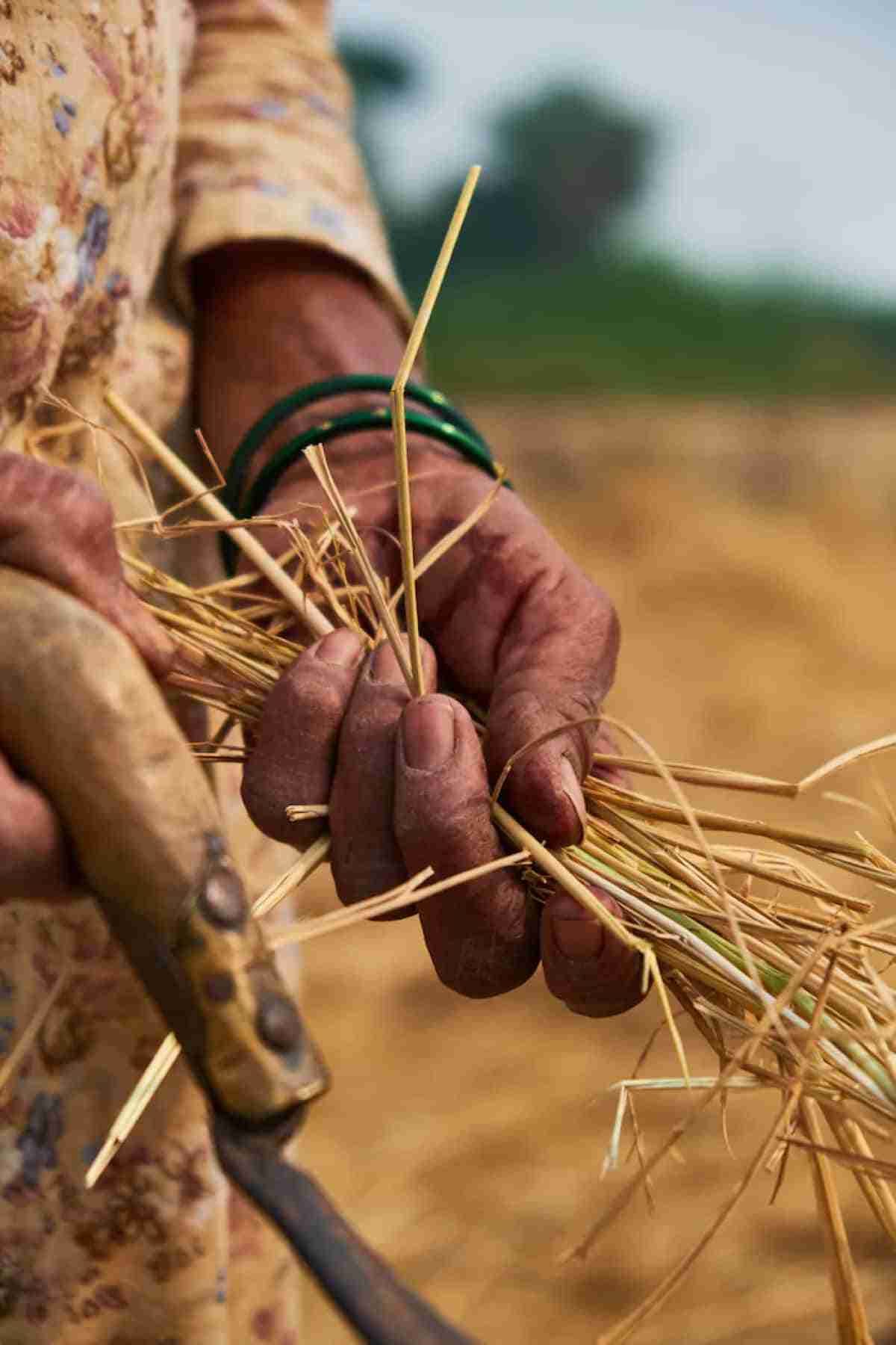 reciclar la paja de arroz para reducir la contaminacion del aire