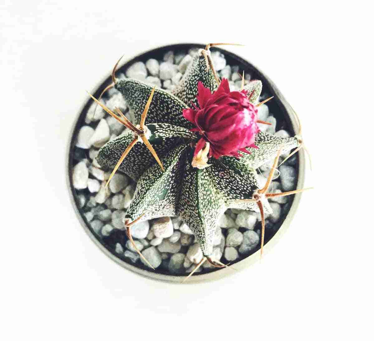 origen de los cactus