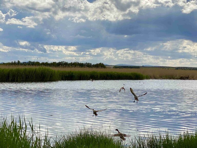 El Consejo de Infancia y Adolescencia libera 19 ejemplares de cerceta pardilla en el Complejo Lagunar de Alcázar de San Juan