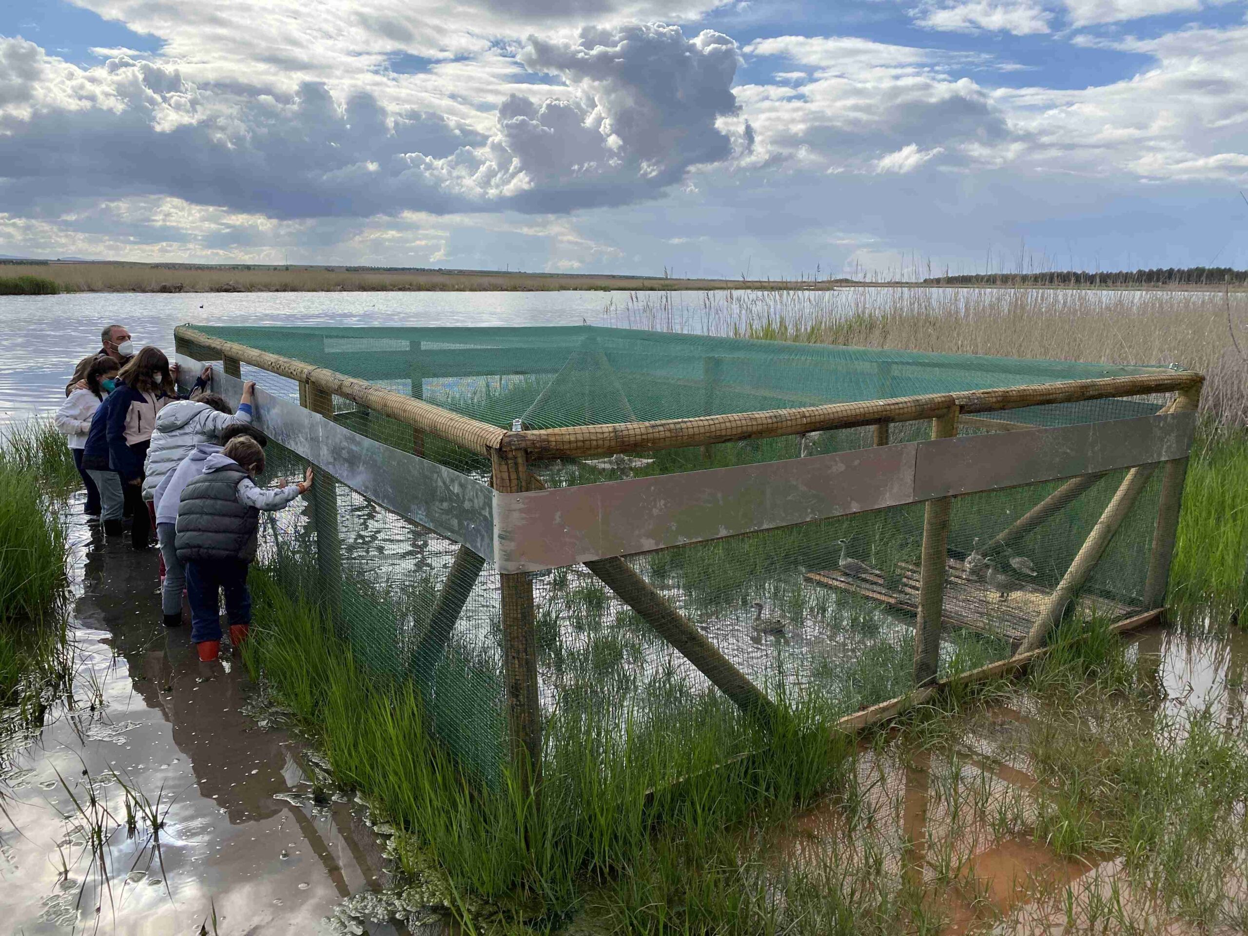 El Consejo de Infancia y Adolescencia libera 19 ejemplares de cerceta pardilla en el Complejo Lagunar de Alcázar de San Juan 1