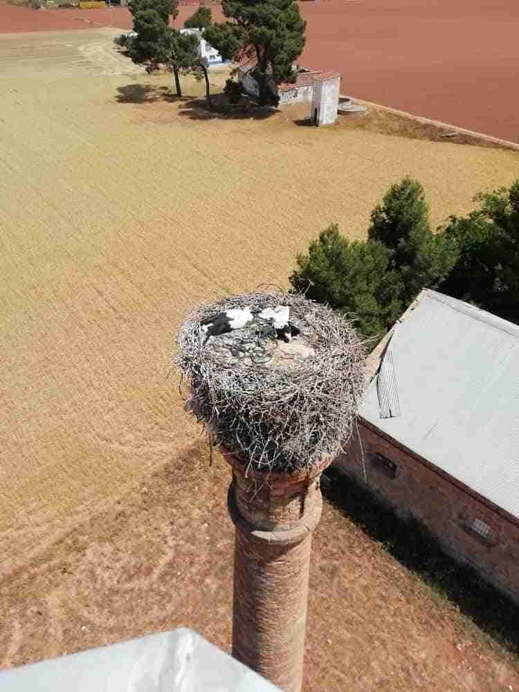 Bomberos de Alcázar de San Juan rescatan un polluelo de cigüeña que estaba atrapado en su propio nido 1 Bomberos de Alcázar de San Juan rescatan un polluelo de cigüeña que estaba atrapado en su propio nido 1