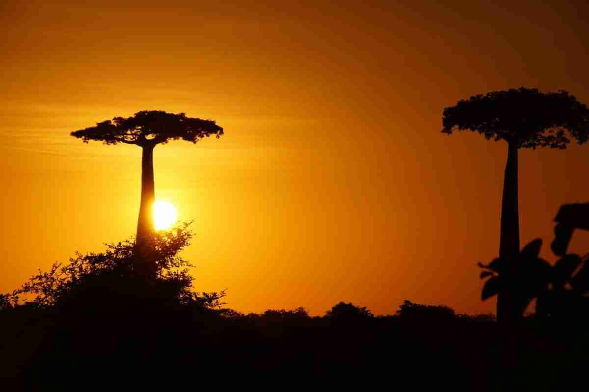 avenida de los baobabs en madagascar