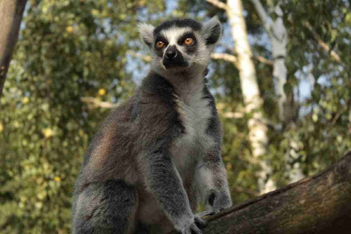 lemur de madagascar