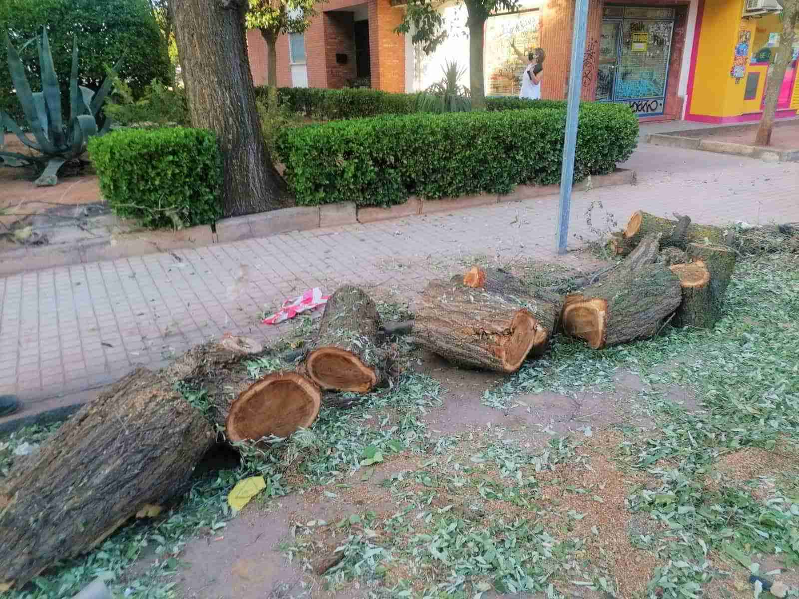 Continúan los trabajos de retirada de ramas y árboles caídos por la tormenta 2 Continúan los trabajos de retirada de ramas y árboles caídos por la tormenta 2