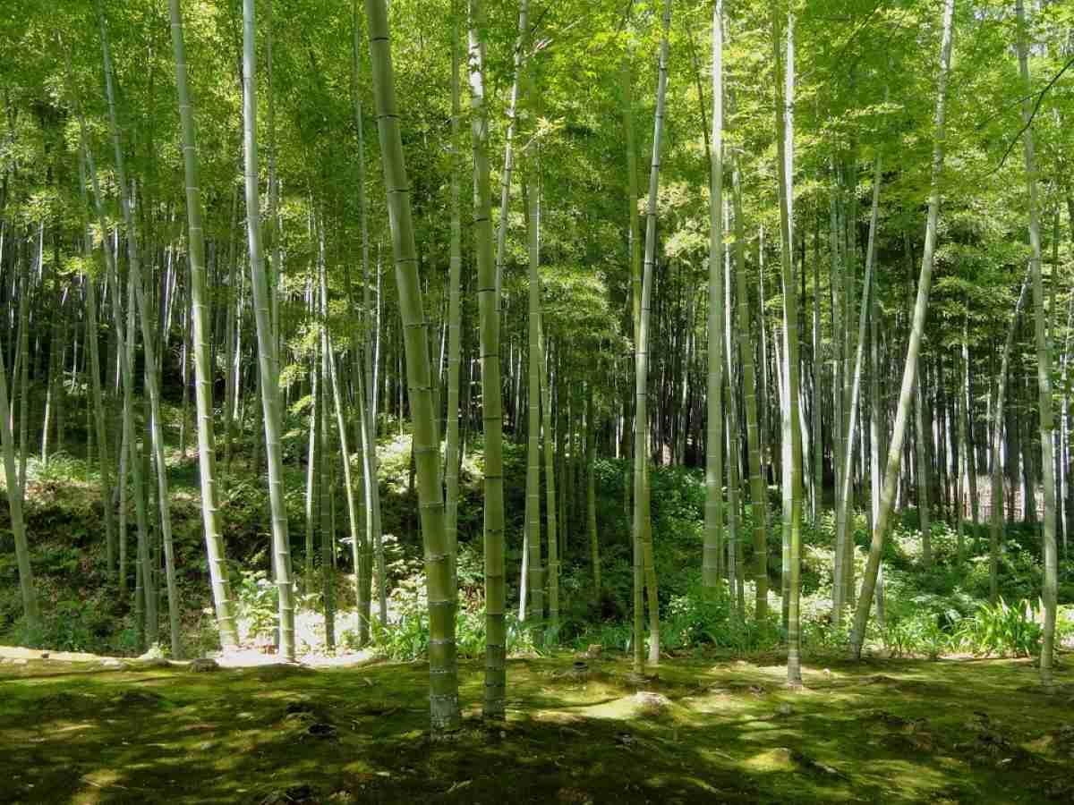campo de bambu en kioto