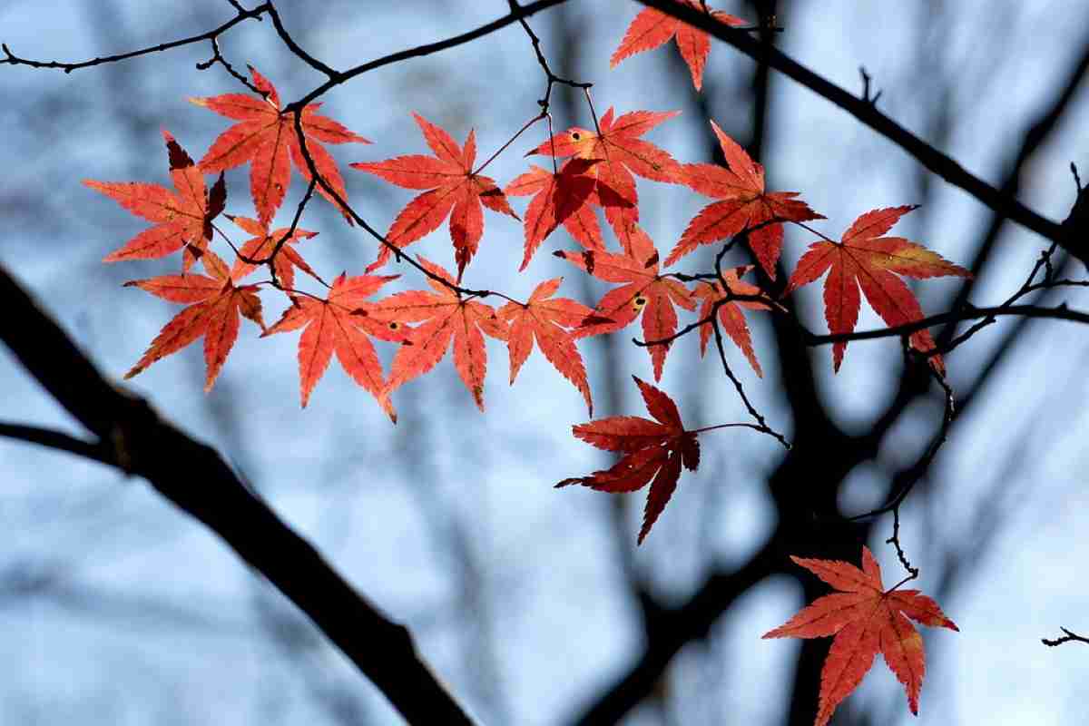 hojas otono kioto