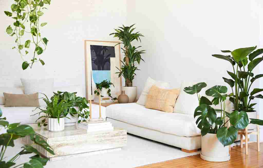 Cómo decorar salón con plantas naturales