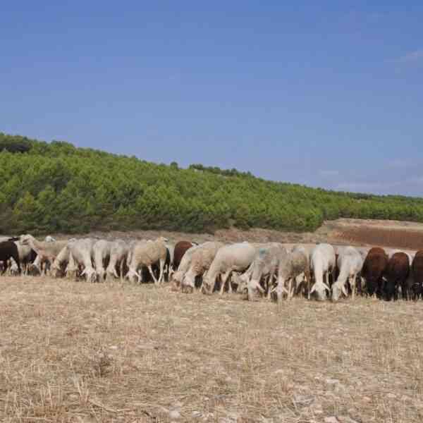 Guadalajara necesita pastores para evitar la desaparición de la ganadería extensiva de ovino y caprino