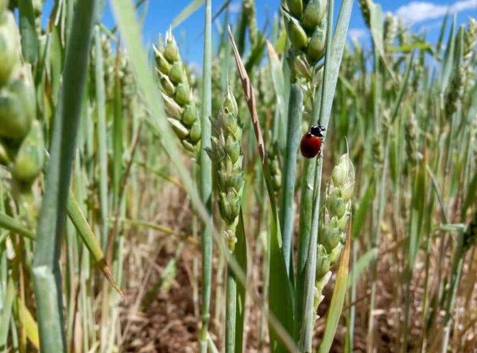 La-mejora-genetica-del-trigo-ha-posibilitado-duplicar-la-productividad.jpg