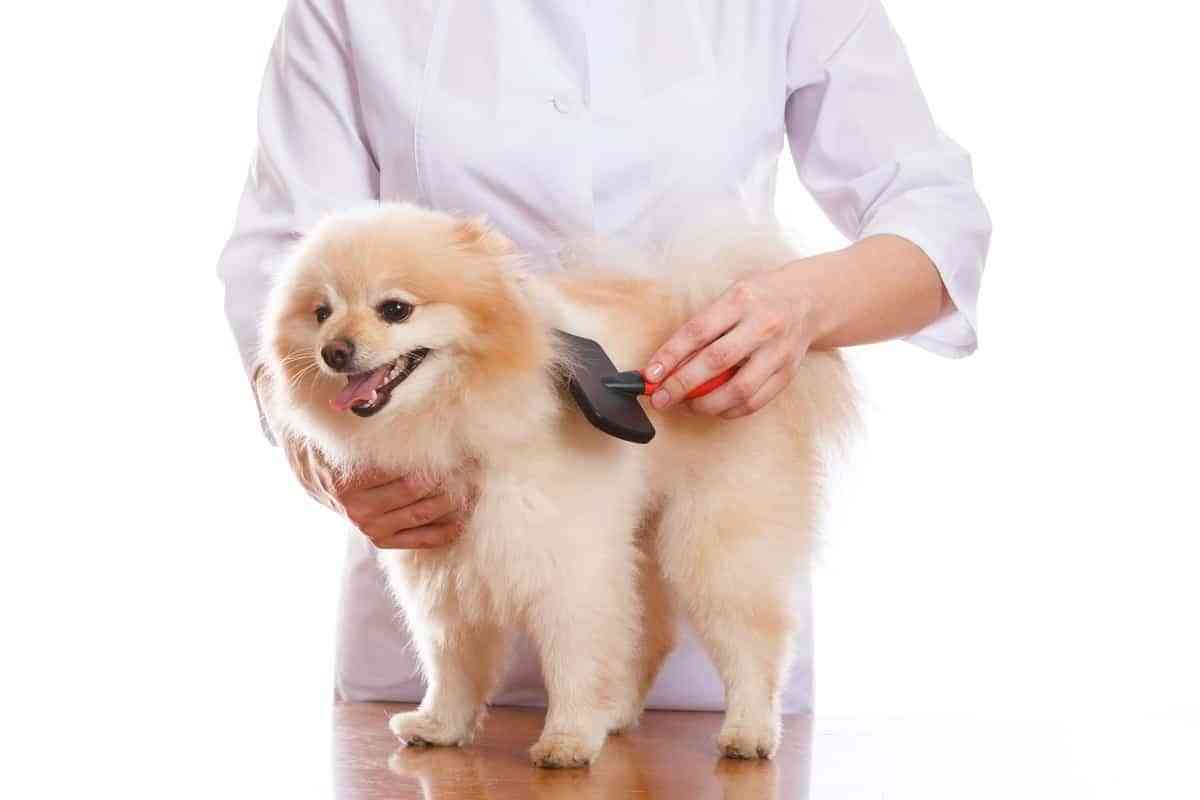 Cepillo para Perro - Peine Quita Pelos Mascotas Rastrillo para Quitar  Perros Pelo Corto Largo Deslanador Gato Perro Removedor de Pelo Mascotas