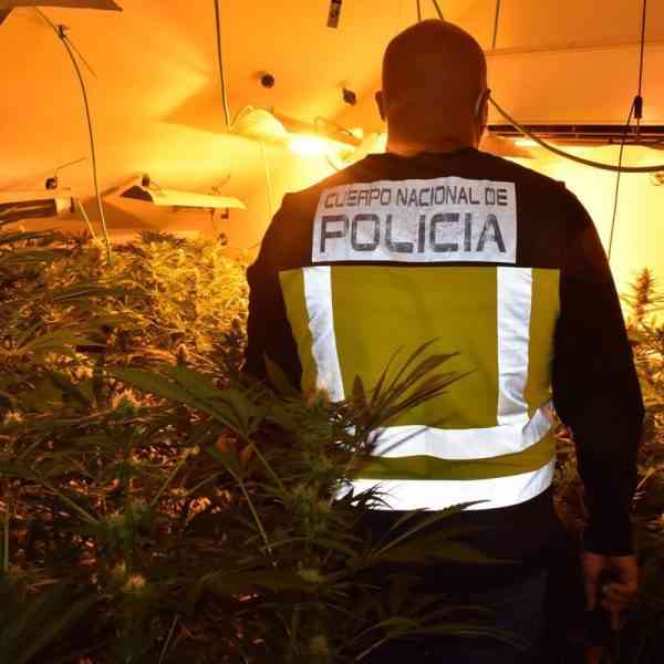 Policía Nacional Guadalajara interviene en un día 2.150 plantas de marihuana en tres operaciones diferentes