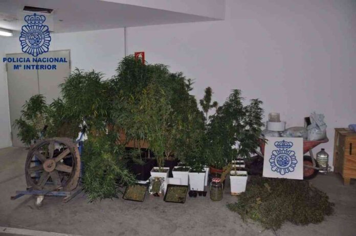 Descubren-una-plantacion-de-marihuana-en-Valdepenas-tras-acudir-a.jpg