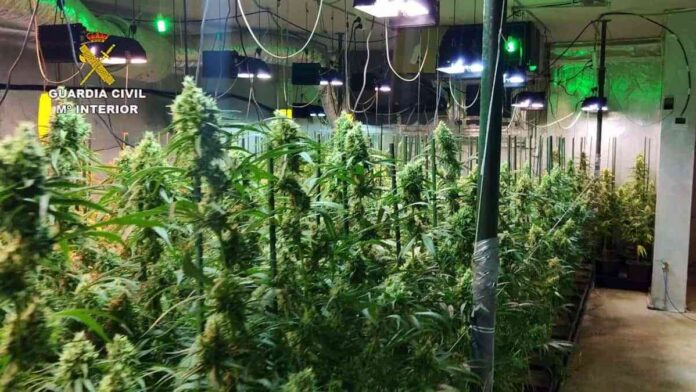 La-Guardia-Civil-desmantela-dos-plantaciones-indoor-de-marihuana-en.jpg