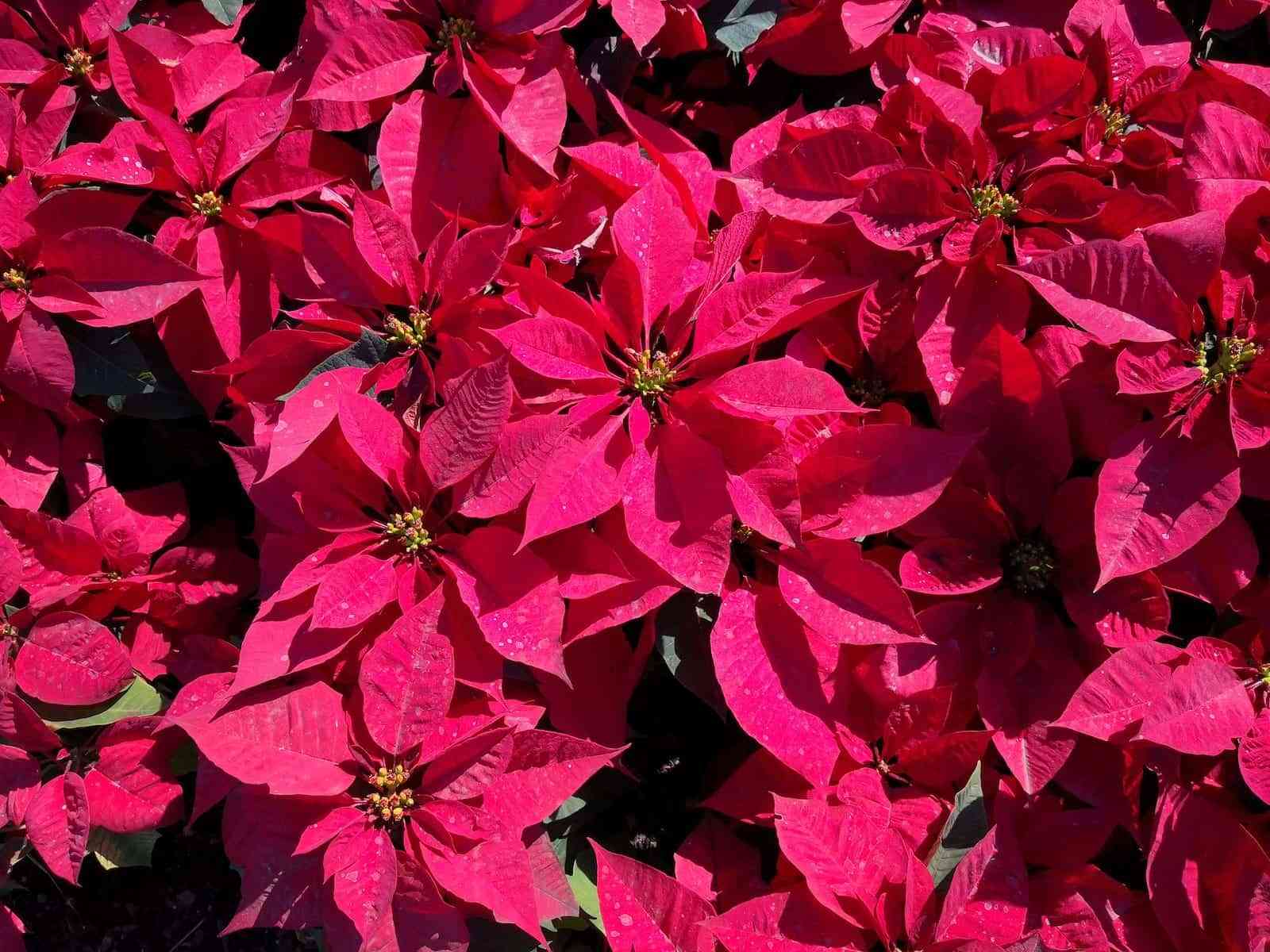 The poinsettia at Christmas: its history and tradition