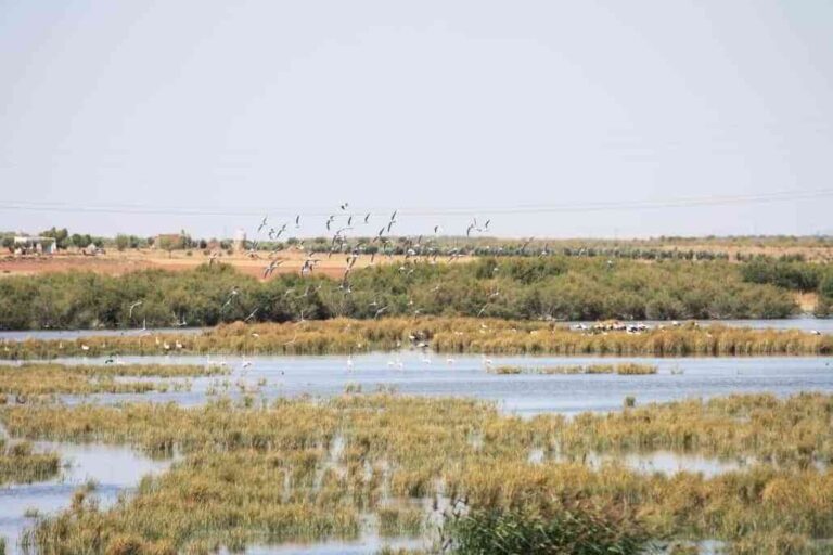 Alcázar celebrará el Día Mundial de los Humedales con rutas a pie y en bicicleta para disfrutar del patrimonio natural