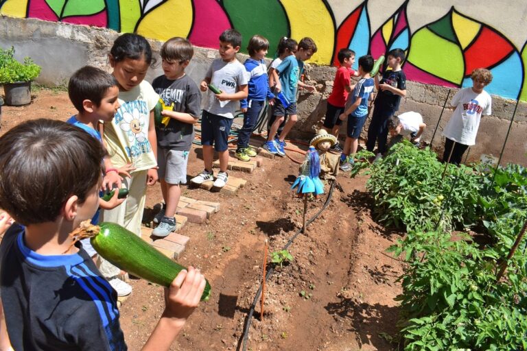 Recogidas las primeras cosechas del huerto escolar del colegio Tierno Galván de Puertollano