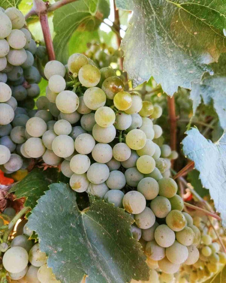 La estimación de indemnizaciones del seguro agrario se eleva hasta los 772 millones de euros en el primer semestre y ya supera al total abonado en 2022