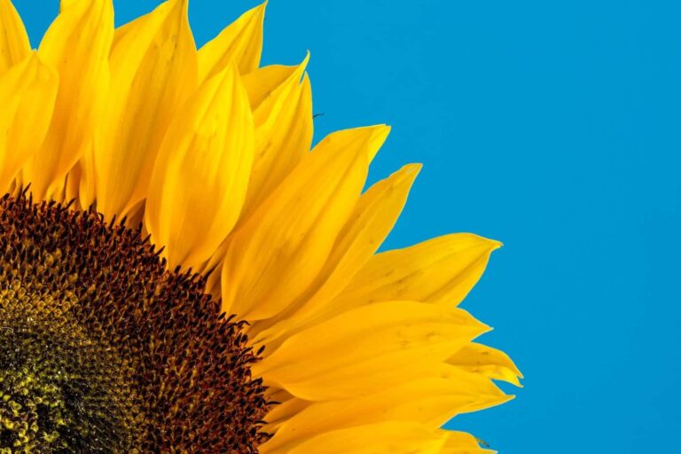 La Asociación Española del Girasol (AEG) augura una producción mundial de semillas de girasol récord