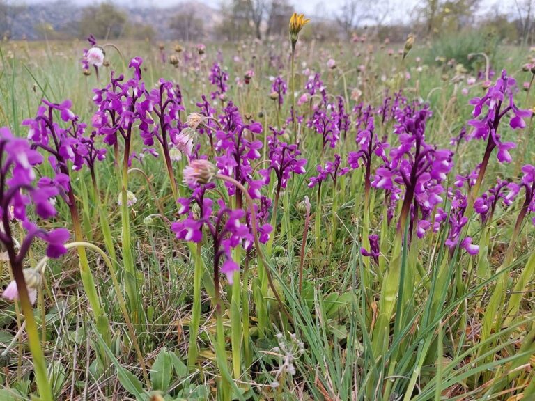 Descubre la belleza de las orquídeas silvestres de la Sierra Norte de Guadalajara