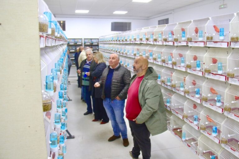 Éxito Aves: Más de 1.200 Ejemplares Deslumbran en el XXXIX Concurso Ornitológico de Alcázar de San Juan