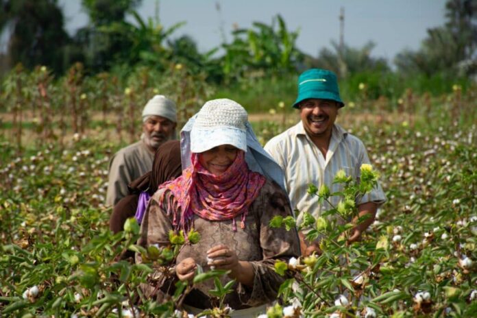 Oikocredit convierte el desierto egipcio en tierra fértil con proyectos de agua y agricultura sostenible