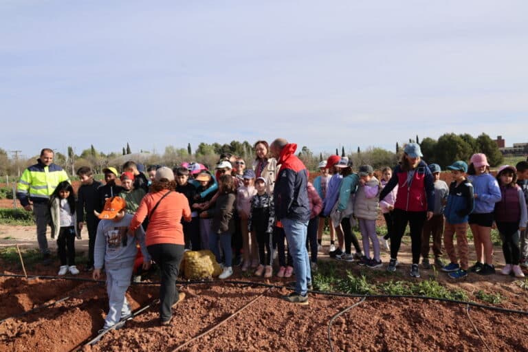 Estudiantes del CEIP Pablo Ruiz Picasso Cultivan Conocimiento en el Aula Agrícola de Alcázar de San Juan con una Plantación de Patatas