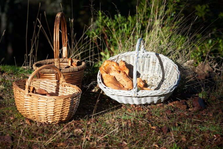 Descubre la Magia de la Recolección de Setas en Castilla-La Mancha