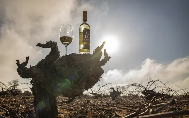 Viñedos de la DO La Mancha en la añada 2025, calificada como Excelente