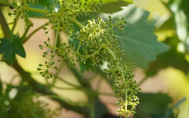 Racimos de uva con restos de floración en un viñedo manchego