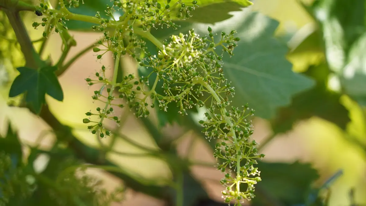 Racimos de uva con restos de floración en un viñedo manchego